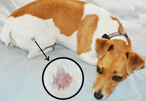 What Does Ringworm Look Like on a Dog