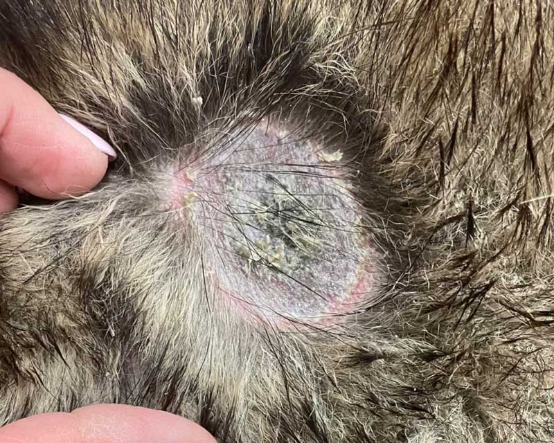 Multiple affected areas on dog