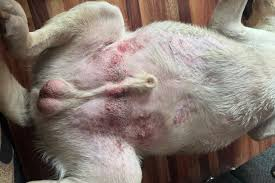 How far the infection has spread on dog