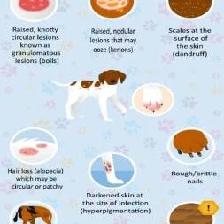 Ringworm in Dogs Pictures by Stage