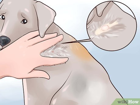 Early Stage Ringworm Images (Subtle Signs) on dog