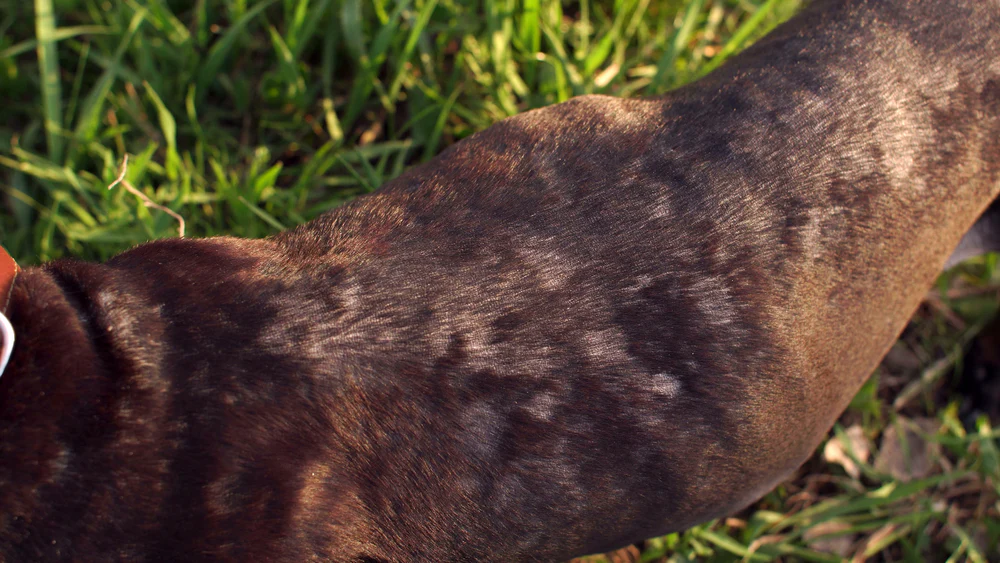 Mid-Stage Ringworm (Expanding Patches) on dog