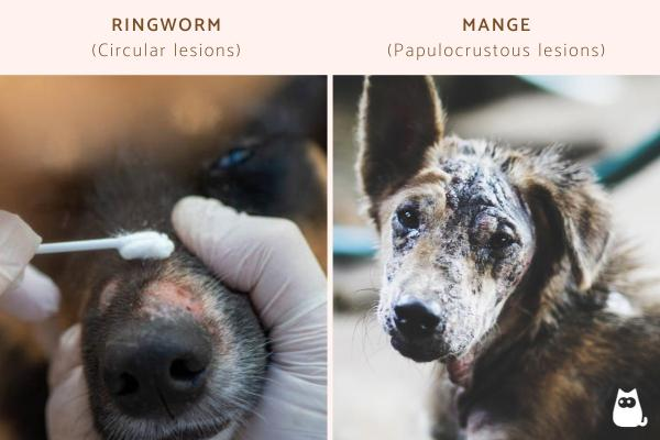 Ringworm vs Mange (Visual Differences) on dog